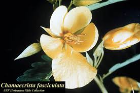 Image result for Chamaecrista grantii