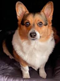 Getting sleepy waiting for Santa. Can I have his cookie?