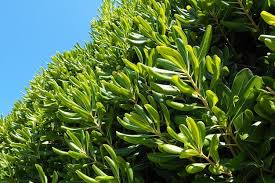 Image result for Pittosporaceae