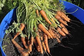 How to plant carrots carrots grow well in cool weather. How To Grow Carrots In Containers Gardener S Path