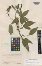 Image result for Otholobium foliosum