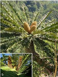 Image result for Cyathula natalensis