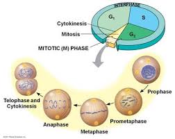 During g2, the cell has to grow some more and produce any molecules it still needs to divide. Quia 9ap Chapter 12 The Cell Cycle Detailed