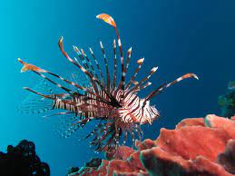 Check spelling or type a new query. Pterois Wikipedia