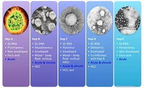 The delta variant was also detected in victoria after the start of lockdown, and is the variant in new strangers are passing on the virus. Vaccines For Virus From Hepadnaviridae Family Creative Biolabs