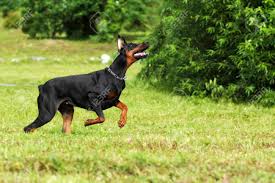 With a consistent approach they can be easy to train and will learn very quickly. Black Doberman Pinscher Dog Running Fast In The Summer On The Green Grass Stock Photo Picture And Royalty Free Image Image 57555346