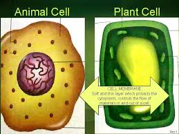 Controls the movement of substances into and out of the cell: Watch This Animated Activity And Write 5 Things