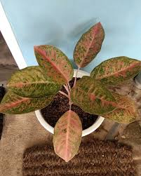 We did not find results for: Gak Ngerti Jenenge Opo Pt Hcpt Telecommunications Facebook