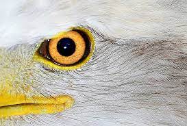 Find the eagles eyes here Age Weakens Our Eagle Eyes But Risks Can Be Cut