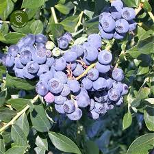 Highbush blueberry 'toro', blueberry 'toro'. Blueberry Patriot Cowell S Garden Centre Woolsington