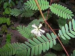Image result for Acacia angustissima