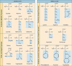 difference between polar and nonpolar amino acids compare