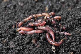 Pakan pellet atau makanan lobster air tawar agar cepat besarlobster air tawar merupakan hewan omnivora/ pemakan segalanya, termasuk hewan bottom feeder/ pema. Pakan Ideal Lobster Air Tawar Artikel Pertanian Terbaru Berita Pertanian Terbaru