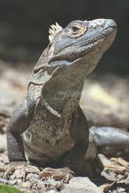 Maybe it will work for iguanas. What We Know About Our Island Iguanas Boca Beacon