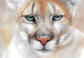 Look out for more wild f. Puma Drawings Fine Art America