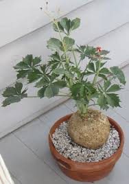 Image result for Jatropha schlechteri