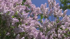 Top 10 most beautiful flower fields in the world. Waterloo Ontario Canada May Stock Footage Video 100 Royalty Free 10821347 Shutterstock