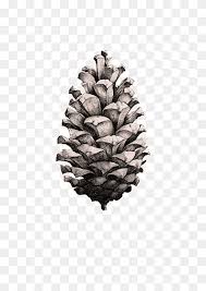 In this article i'll show you how to simplify the process of painting pine cones in watercolor. Hand Painted Pine Cones Echinacea Pine Tree Fruit Hand Painted Pine Cones Png Pngwing
