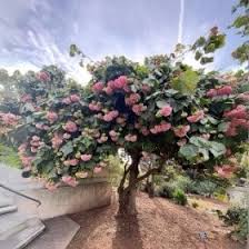 Image result for Dombeya lastii