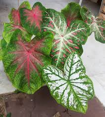 With an infinite array of variegated leaf patterns, these tropical beauties bring drama to. Jaipur Garden Colorful Caladiums