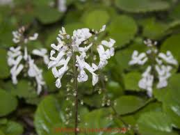Image result for Plectranthus chimanimanensis