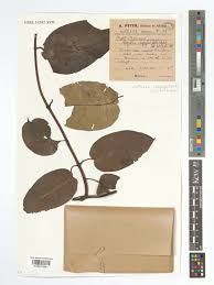 Image result for Parquetina calophylla