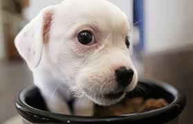 What's the typical 10 week old puppy schedule? How Often Should I Feed My Puppy Bechewy
