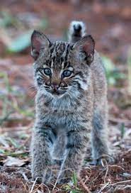 44 Best Cats Images Cats Crazy Cats Cat Art