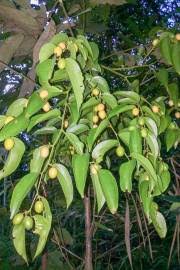 Image result for Strychnos madagascariensis