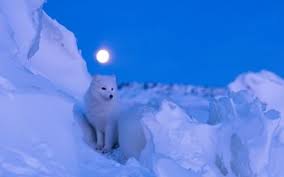 110 Arctic Fox Hd Wallpapers Background Images