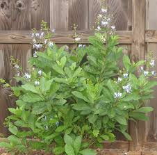 Image result for Rotheca myricoides