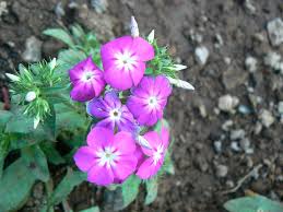 Phlox Flowers Perennial Flowering Plants Creeping Phlox