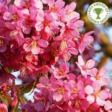The delicate but profuse blossoms have made this tree. Prunus Kursar Buy Small Pink Flowering Cherry Blossom Trees