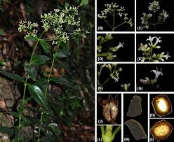 Image result for Agathisanthemum bojeri