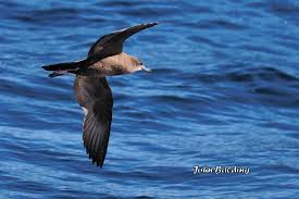 Brown Skua In Flight At Sea Out Of Wollongong Nsw Australian Birds Animals Wollongong