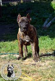 Presa canario cane corso x mastiff 8 puppies for sale 2x tri colour 1 male & 1 female 4x dark brindle 1 male 3 female 2x sandy with all black mask 1 male & 1 female 4 weeks old born 31/05/21 mother can be seen father was stud £. Puppies Presa Canario Kennel