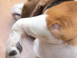 We are hopeful that this board gives you some advice on what to do after your dogs been treated medically by a. How To Treat Puncture Wounds In Your Dog