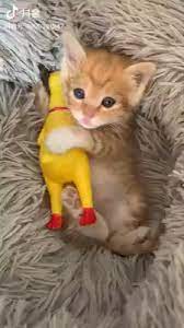 so cute baby 3 video cute baby animals cute animal videos cute cats and kittens
