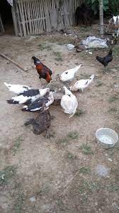 Gambar kera, sate, dan anak yang sedang sakit. Itik Sedang Menikmati Makanan Bareng Ayam Steemit