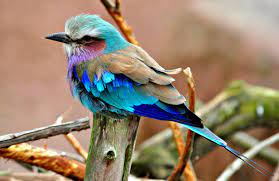 letslookingattheworldstuff 1 a couple of de todo un poco lilac breasted roller colorful birds bird