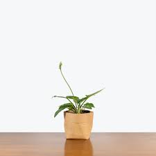 Image result for Lobelia petiolata