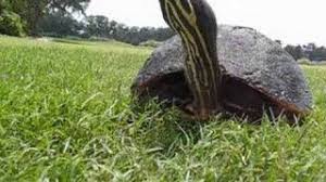 Another turtle that you should know about is the peninsula cooter. Peninsula Cooter Youtube