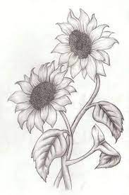 Two Sunflowers Intertwined Simple Rose Drawing Black And White Pencil Sketch White Background 51728070 Pencil Drawings Of Flowers Sunflower Drawing Rose Sketch