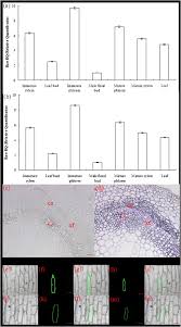D'pro ds)x3p6 33pp pw3 d'ipi 6. Proline Rich Protein Gene Pdprp Regulates Secondary Wall Formation In Poplar Sciencedirect