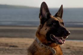 Germanshepherd4 va beach, va 23464: German Shepherd Breeders In Michigan Reviewed Breeder Review