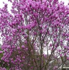 Maybe you would like to learn more about one of these? Winter Spring Blooming Trees Tulip Tree Blooming Trees Spring Blooming Trees Flowering Trees