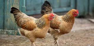 Apa tafsir arti mimpi membeli ayam jantan, betina atau petelur (ayam yang di ambil telornya).? Arti Mimpi Membeli Ayam Islam Primbon Psikolog Siopung