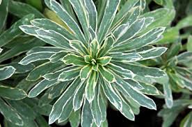 Maybe you would like to learn more about one of these? Euphorbia Characias Silver Swan Rightplants