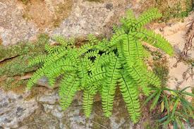 Image result for Adiantum patens