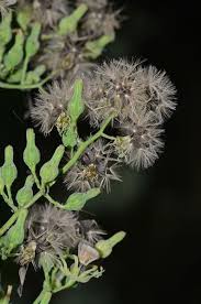 Image result for Lactuca glandulifera